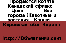 Продаются котята Канадский сфинкс › Цена ­ 15 000 - Все города Животные и растения » Кошки   . Кировская обл.,Киров г.